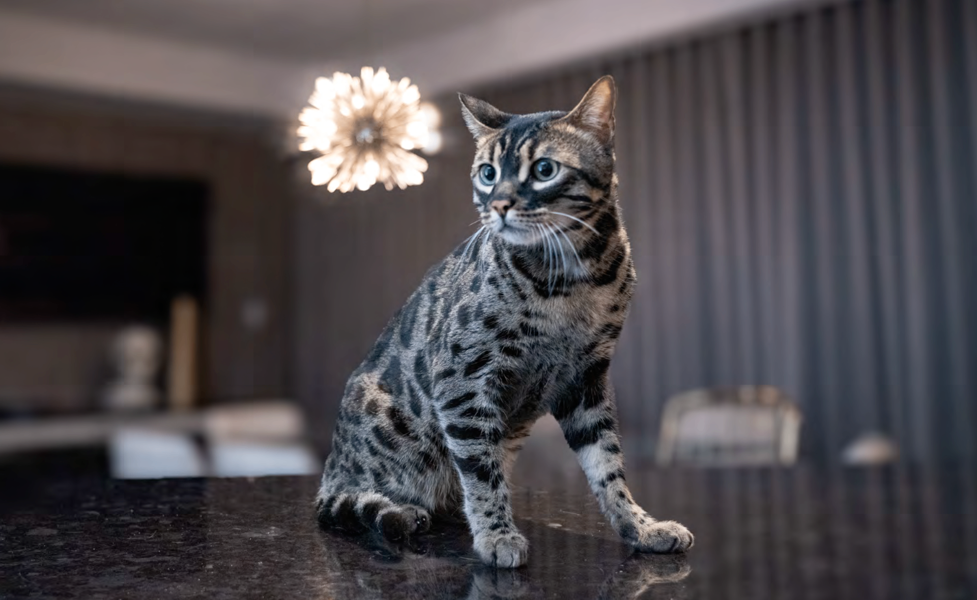 Paradox lifestyle photograph of a cat posed in a softly lit hotel interior.